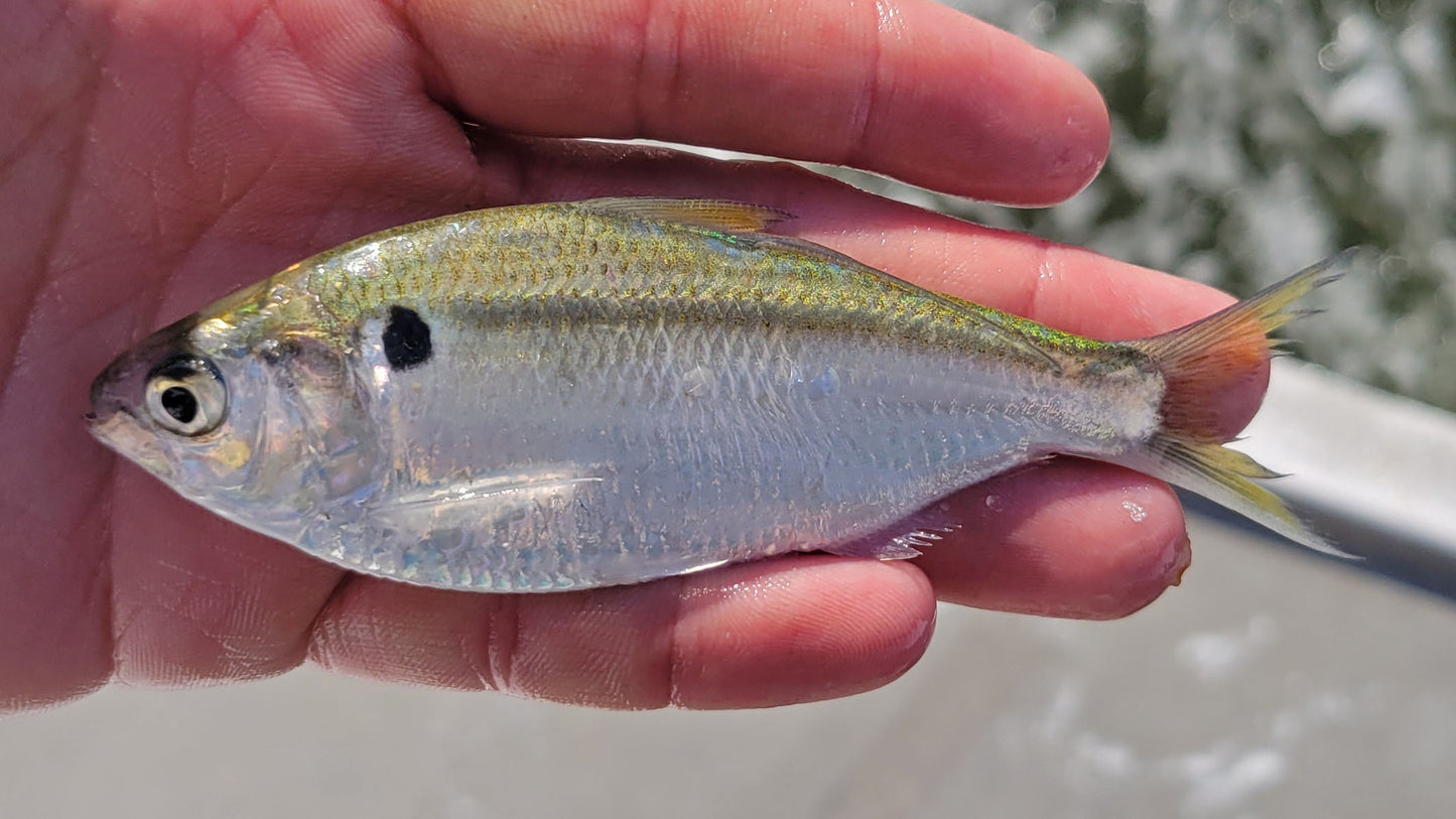 SLING BAITS 2.3" Sling Shad